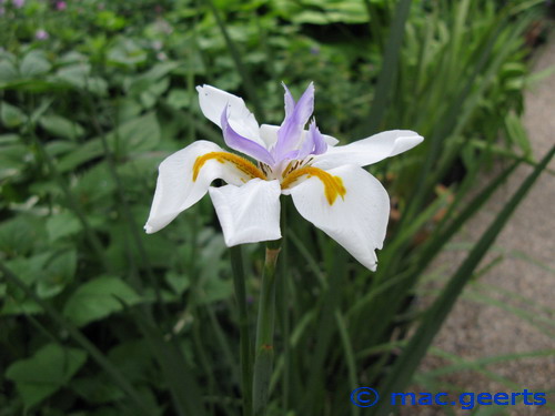 Dietes grandiflora